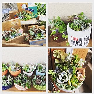 机/団地/多肉植物/多肉寄せ植え/セダム...などのインテリア実例 - 2016-08-18 18:44:18