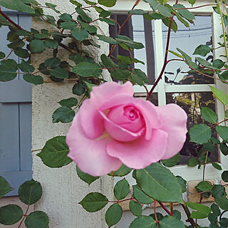 玄関/入り口/花/おうちにいよう/薔薇のある庭/薔薇のある暮らし...などのインテリア実例 - 2020-05-08 23:12:27