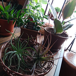 玄関/入り口/仲間入り❤/エアプランツ♡/観葉植物のある暮らし/ペペロミア...などのインテリア実例 - 2018-05-25 16:02:43