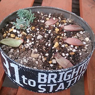 部屋全体/部屋全体じゃないけど/リメ缶初心者/葉さし/多肉植物...などのインテリア実例 - 2016-06-23 07:54:01