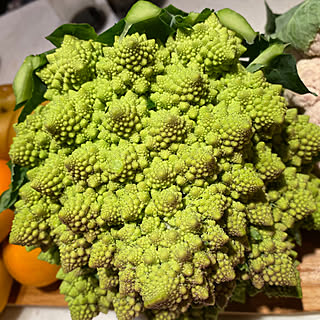 ロマネスコ/キッチンのインテリア実例 - 2019-10-23 19:12:23