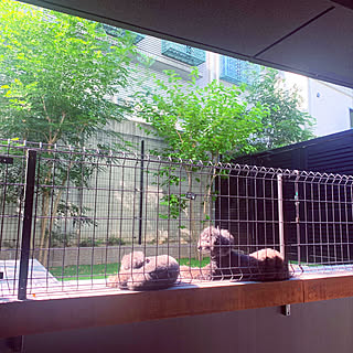 マンション 専用庭のインテリア レイアウト実例 Roomclip ルームクリップ