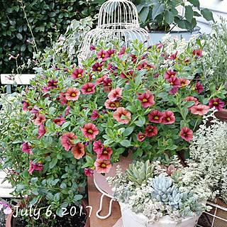 ベッド周り/植物/日替わり投稿企画!木曜日/お花が好き♡/庭作り2年目...などのインテリア実例 - 2017-07-06 18:03:06