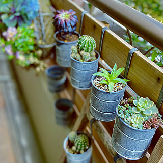 寄せ植え アガベのおしゃれなアレンジ 飾り方のインテリア実例 Roomclip ルームクリップ