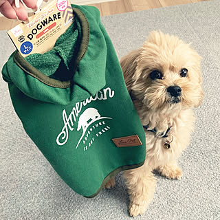 ダイソー 犬服のインテリア実例 Roomclip ルームクリップ ダイソー 犬服のインテリア実例 Roomclip ルームクリップ