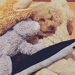 ウツボのインテリア実例 Roomclip ルームクリップ ウツボのインテリア実例 Roomclip ルームクリップ