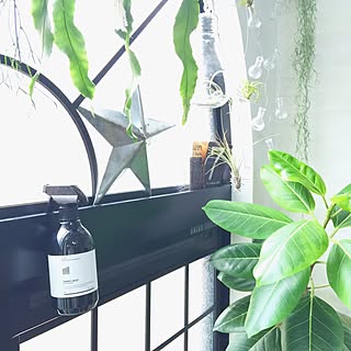 棚/ZOO会♡/関西好きやねん会/NO GREEN NO LIFE/LOVE GREEN!...などのインテリア実例 - 2015-08-31 12:59:31