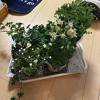 玄関/入り口/お花大好き♡/しばらく我慢する!/パワーが燃えたぜ!/明日植えるぞ!...などのインテリア実例 - 2017-02-28 18:29:36