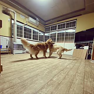 大型犬だけど室内犬のインテリア実例 Roomclip ルームクリップ 大型犬だけど室内犬のインテリア実例 Roomclip ルームクリップ
