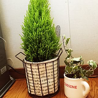 壁/天井/アイビー♡/ゴールドクレスト/観葉植物/グリーンに囲まれ隊...などのインテリア実例 - 2016-10-04 14:59:39