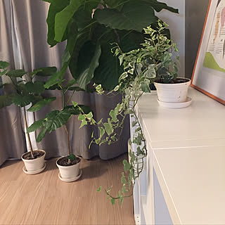 グレーシャーのインテリア実例 Roomclip ルームクリップ