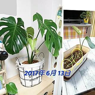 部屋全体/緑/セリアの雑貨/鉢カバー/salut!...などのインテリア実例 - 2017-06-13 10:24:42