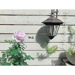 玄関/入り口/板壁DIY/お庭/ブルームーン/薔薇のインテリア実例 - 2016-09-26 15:14:55