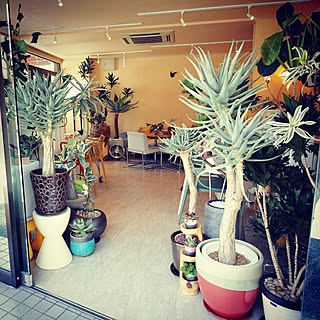 多肉植物 カランコエ ベハレンシスのインテリア実例 Roomclip ルームクリップ