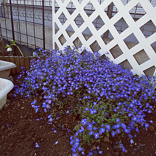 花のある暮らし ベロニカオックスフォードブルーのインテリア実例 Roomclip ルームクリップ