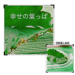 棚/バイク好き/いいね、フォロー本当に感謝です♡/いいねと、フォローの押し逃げすみません!/なかなかコメント出来なくてごめんなさい。...などのインテリア実例 - 2017-08-31 10:14:40