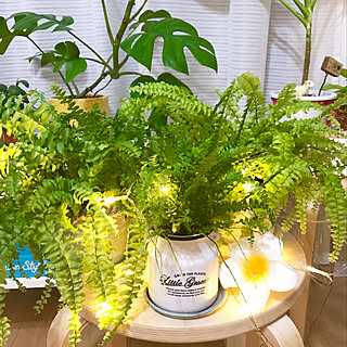 机/IKEA/モフモフシダさん♡/シダ植物/緑おバカの日♡...などのインテリア実例 - 2017-08-03 23:07:30