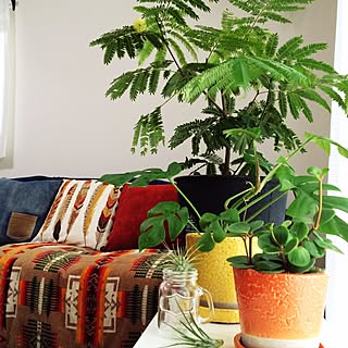 机/エアプランツ/the Farm/ペペロミア テトラフィラ/姫モンステラ...などのインテリア実例 - 2016-09-24 14:38:18