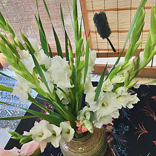 スダレやブラインドにも/グリーンのある暮らしにもホコリキャッチ/クイックルハンディ/暮らしを楽しむ/掃除...などのインテリア実例 - 2019-11-21 14:09:22