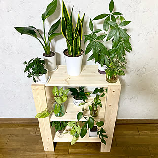 植物 シンゴニウムのおしゃれなアレンジ 飾り方のインテリア実例 Roomclip ルームクリップ 植物 シンゴニウムのおしゃれなアレンジ 飾り方のインテリア実例 Roomclip ルームクリップ