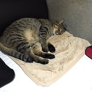 一人暮らし/コンクリート/白黒/モノトーン/猫...などのインテリア実例 - 2015-02-08 20:57:56