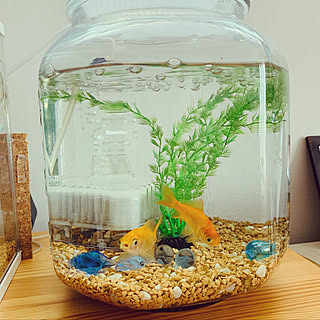 金魚もいますのインテリア実例 Roomclip ルームクリップ