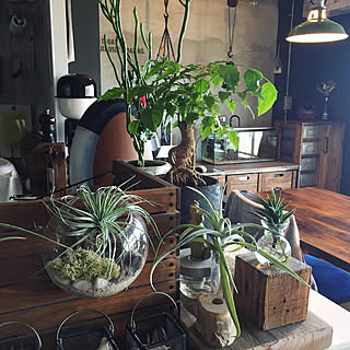 ヘテロパナックスのインテリア実例 Roomclip ルームクリップ