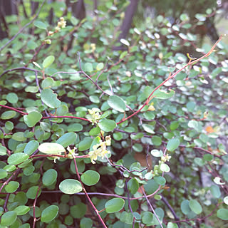 ベストオブ ヤマボウシ 花 咲か ない 画像ブログ ベストオブ ヤマボウシ 花 咲か ない 画像ブログ