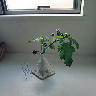 黒ほおずきのインテリア実例 Roomclip ルームクリップ