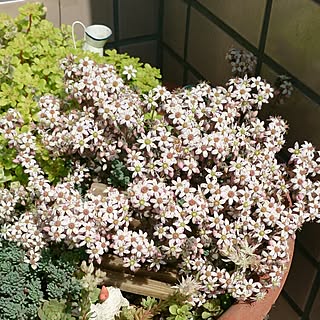 セダム ブレビフォリウムのインテリア実例 Roomclip ルームクリップ