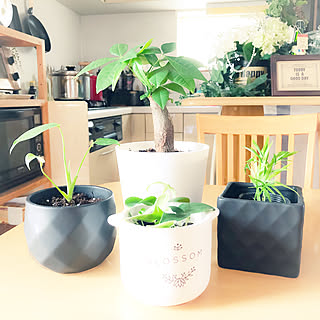 パキラ Daiso のインテリア実例 Roomclip ルームクリップ