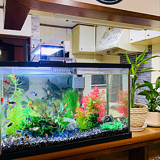 アクアリウム 60cm水槽のおしゃれなアレンジ 飾り方のインテリア実例 Roomclip ルームクリップ