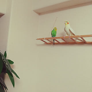 セキセイインコ インテリアじゃなくてごめんなさいのインテリア実例 Roomclip ルームクリップ セキセイインコ インテリアじゃなくてごめんなさいのインテリア実例 Roomclip ルームクリップ