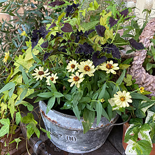 寄せ植え ジニア プロフュージョンのインテリア実例 Roomclip ルームクリップ