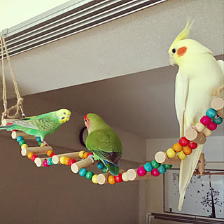 ダイソー オカメインコのインテリア実例 Roomclip ルームクリップ ダイソー オカメインコのインテリア実例 Roomclip ルームクリップ