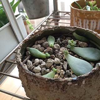 棚/植物/多肉植物/雑貨/いなざうるすや さん...などのインテリア実例 - 2014-11-09 11:31:43