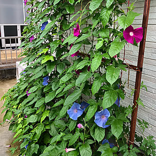 庭の花 グリーンカーテンのインテリア実例 Roomclip ルームクリップ