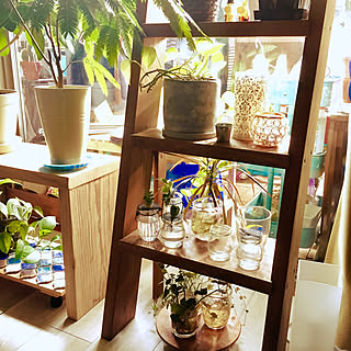NO GREEN NO LIFE/WOODPRO/観葉植物/マンション暮らし/無印良品...などのインテリア実例 - 2017-09-03 16:24:00