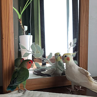 小桜インコのインテリア実例 Roomclip ルームクリップ 小桜インコのインテリア実例 Roomclip ルームクリップ