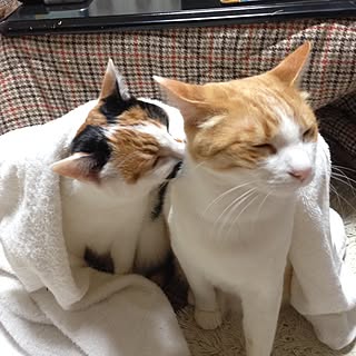 三毛猫 茶トラ白猫のインテリア実例 Roomclip ルームクリップ 三毛猫 茶トラ白猫のインテリア実例 Roomclip ルームクリップ