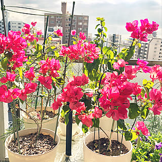 マンション暮らし/癒し/ベランダガーデン/お花のある暮らし/RCの出会いに感謝♡...などのインテリア実例 - 2019-12-02 13:13:10