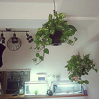 部屋全体/観葉植物/照明/カフェ風のインテリア実例 - 2020-02-25 00:10:23