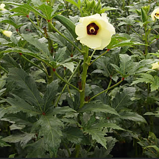 オクラの花のインテリア実例 Roomclip ルームクリップ オクラの花のインテリア実例 Roomclip ルームクリップ