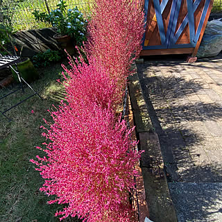 寄せ植え コキアのおしゃれなアレンジ 飾り方のインテリア実例 Roomclip ルームクリップ