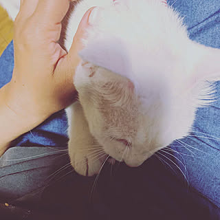 インテリアじゃなくてごめんなさい/保護猫/ねこのいる日常/ねこと暮らす/ねこのいる暮らし...などのインテリア実例 - 2019-07-06 21:26:21
