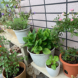 観葉植物/植物/雑貨/植木鉢/買ったもの...などのインテリア実例 - 2019-05-17 07:36:46