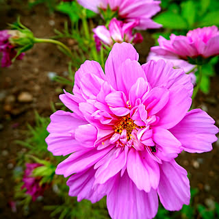 カフェ風 コスモスのインテリア実例 Roomclip ルームクリップ