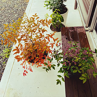 南天の木 南天鉢植えのインテリア実例 Roomclip ルームクリップ 南天の木 南天鉢植えのインテリア実例 Roomclip ルームクリップ