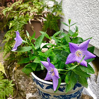 花 植木のインテリア実例 Roomclip ルームクリップ