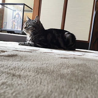 ねこと暮らす/昭和のお家/猫ちゃんばかりでごめんなさい/ダイソー/ガーデニング...などのインテリア実例 - 2020-01-24 13:54:14